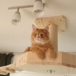 Kletterwand für Katzen