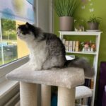 Kratzbaum Cat