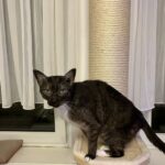 Kratzsäule XXL für Katzen