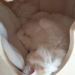 Kuschelbett Höhle