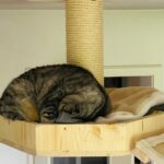 Kuschelhöhle Katzenbett