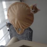 Liegemulde für Katzen