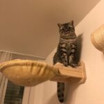 Massive Katzenmöbel aus Holz