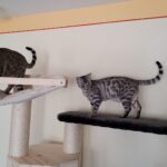 Sonderanfertigung von Katzenmöbel
